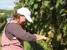 Si vendemmia in un vigneto a San Floriano