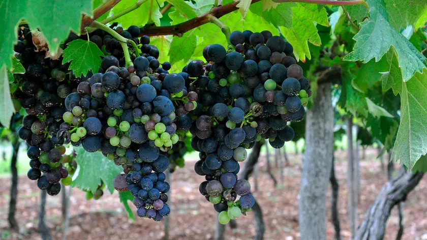 l vitigno del Terrano sul Carso sloveno da cui nasce il vino “Teran”