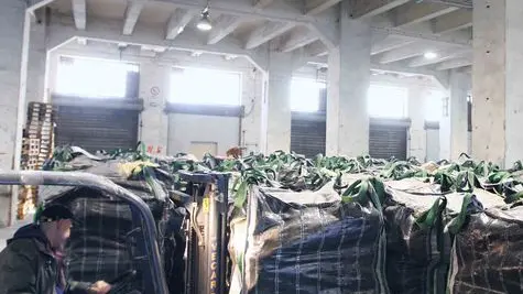 sterle trieste 09 02 09 terminal frutta operazioni di scarico sacconi patate