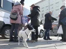 L'Ufficio zoofilo mobile (Bruni)