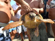 Foto BRUNI TRieste 24.08.12 Soc.Velica Barcola-Grignano-pescata un tartaruga da 40kg e grossi pesci