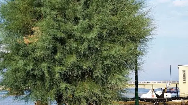 GRADO - attrezzi di pesca al sole