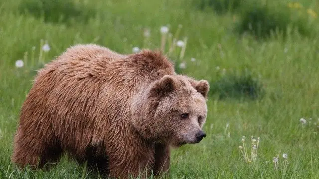 Un orso in una foto d'archivio