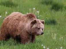 Un orso in una foto d'archivio