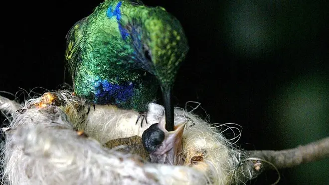 sterle trieste parco tropicale di miramare la serra tropicale dove si trovano i colibrì mamma colibrì