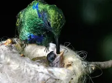 sterle trieste parco tropicale di miramare la serra tropicale dove si trovano i colibrì mamma colibrì