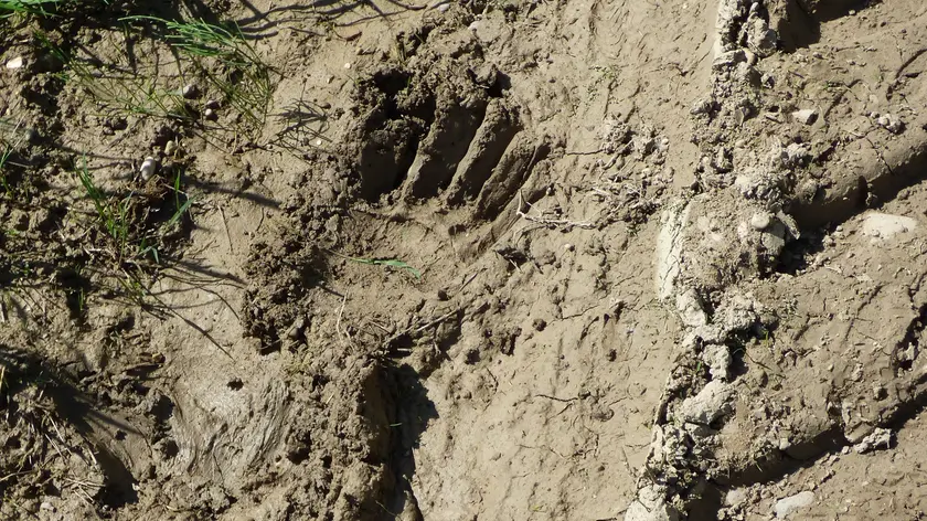 Una delle impronte lasciate dall'orso
