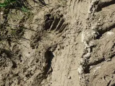 Una delle impronte lasciate dall'orso