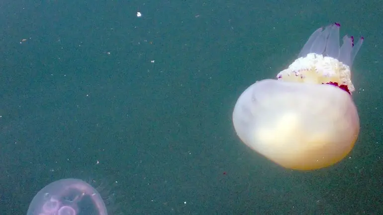 Foto Bruni 28.09.14 Meduse nel golfo
