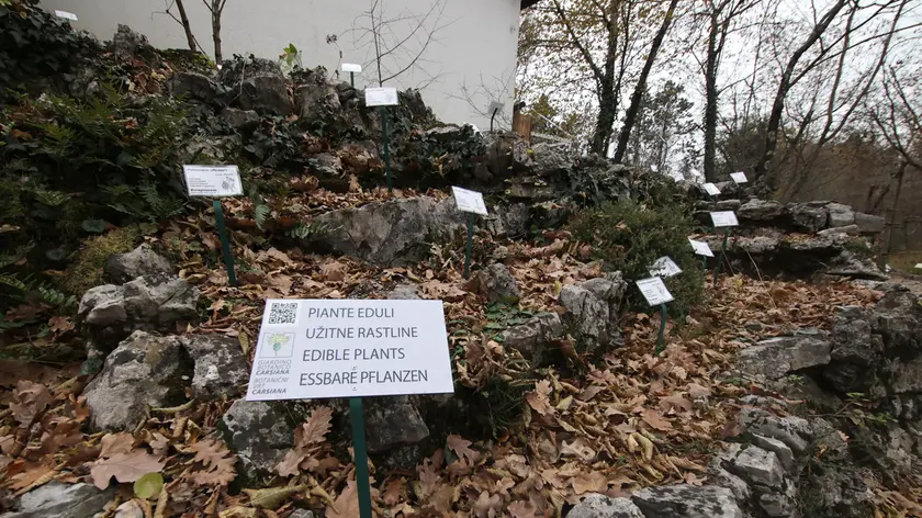 Il giardino botanico di Carsiana compie 60 anni Foto Andrea Lasorte