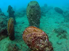 Alcuni esemplari di Pinna Nobilis fotografati da Saul Ciriaco