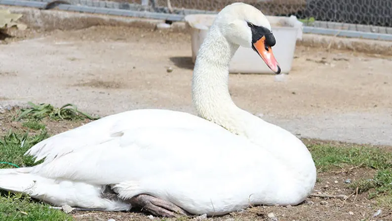 Uno dei due cigni che sarà donato a Miramare