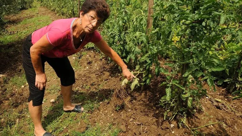 Bumbaca Gorizia 25.06.2014 Danni cinghiali Oslavia Fotografia di Pierluigi Bumbaca