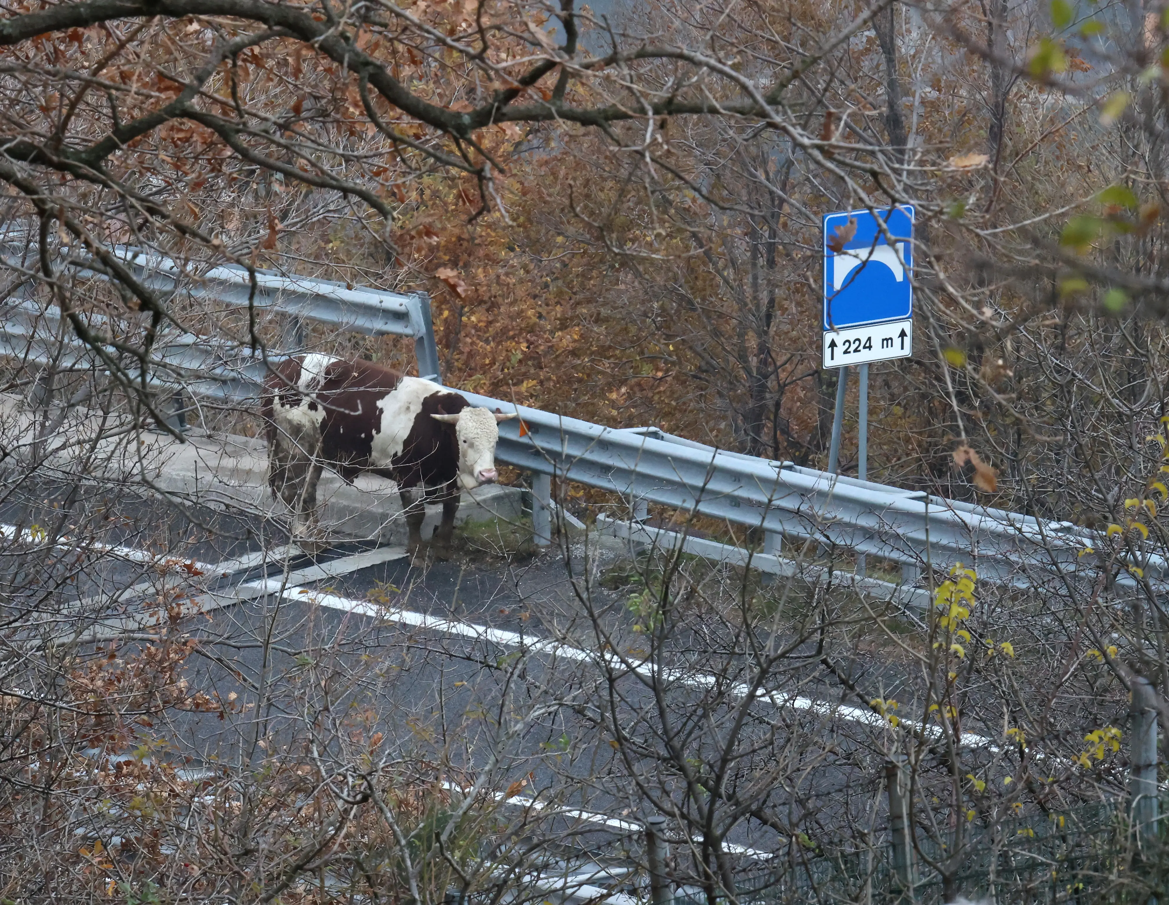 Uno dei bovini in mezzo alla strada dopo il ribaltamento del Tir Foto Lasorte