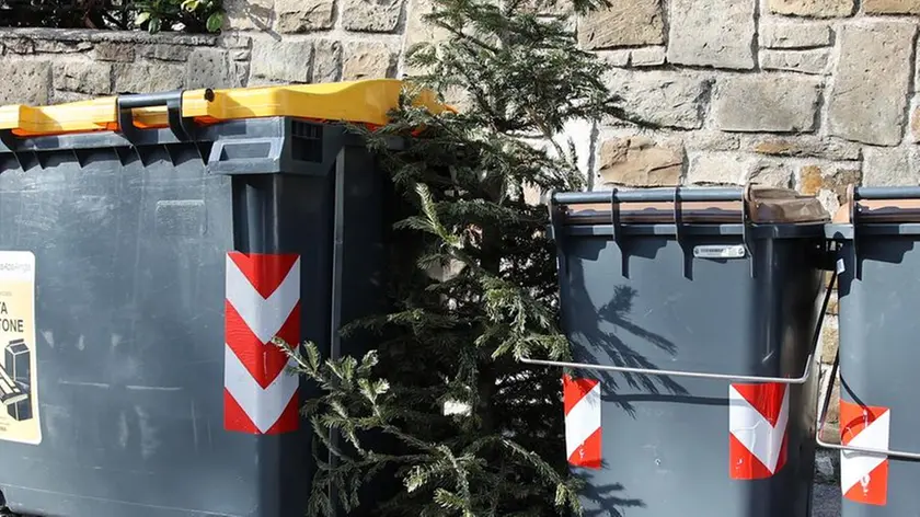 Un albero di Natale abbandonato vicino a un cassonetto Foto di Andrea Lasorte