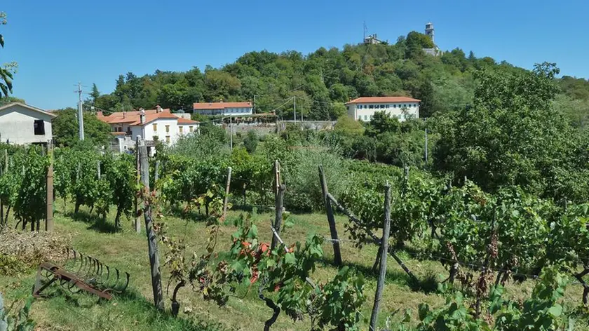 Viti sul Carso nella località di Zolla a Monrupino foto Andrea Lasorte