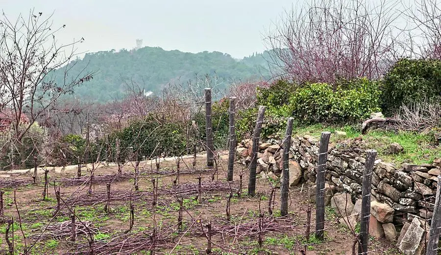 Uuna veduta dei vigneti sotto Contovello e, sullo sfondo, il Castello di Miramare. Foto Lasorte