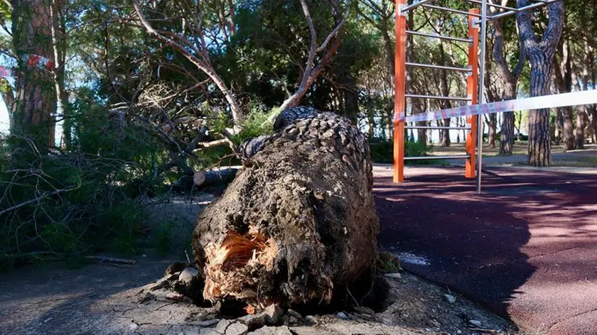 L'albero crollato a Barcola (Silvano)