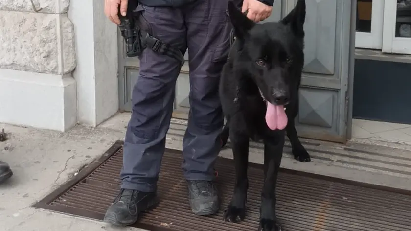 Il cane anti-droga usato nella scuola