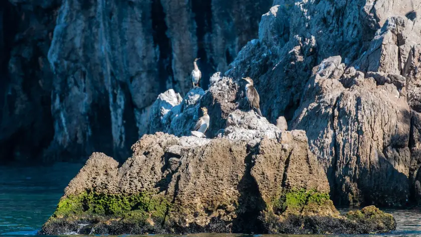 Alcuni uccelli nella Riserva naturale regionale delle Falesie di Duino