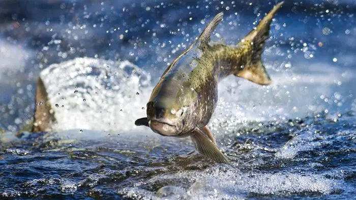 Un salmone: non mancano gli allevamenti nell’Adriatico croato