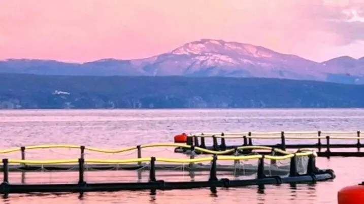 L' impianto di maricoltura già presente a Plauno Foto Novi list