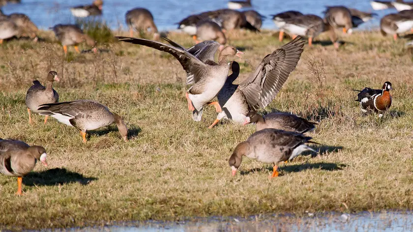 Un gruppo di “ospiti” della Riserva naturale dell’Isola della Cona