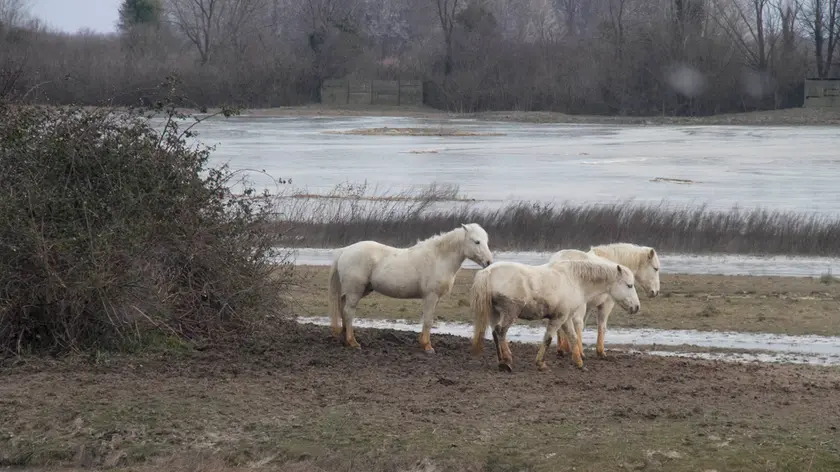 I cavalli della Camargue sugli isolotti di terra (Bonaventura)