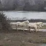 I cavalli della Camargue sugli isolotti di terra (Bonaventura)