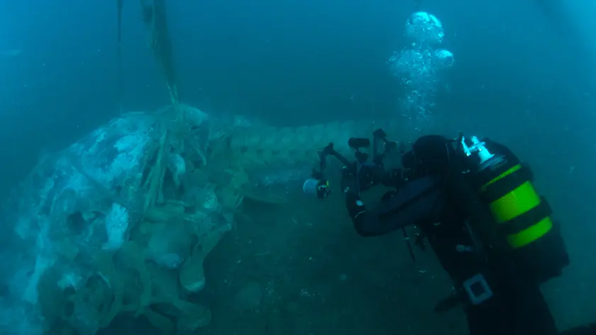 L'intervento e i resti della balena (foto Area marina protetta Miramare)