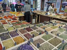 A Viale in fiore si possono trovare dalle piante grasse alle carnivore fino alla spezie Fotoservizio Massimo Silvano