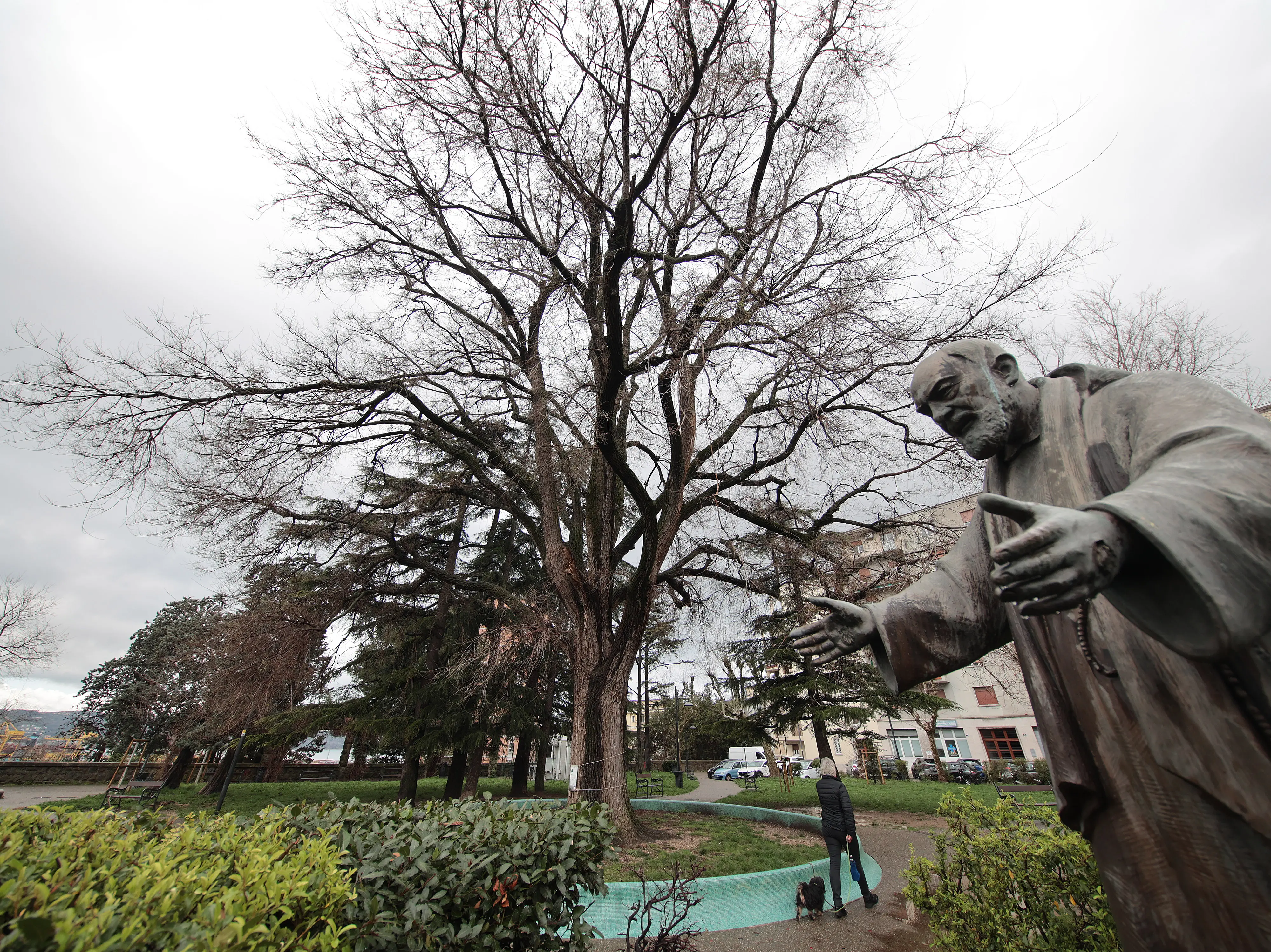 L’imponente albero del giardino di piazzale Rosmini (Lasorte)