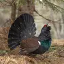 Un esemplare di gallo cedrone: la regione Fvg ha avviato un progetto di monitoraggio della specie