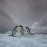 Tre pinguini si godono il gelo dell’Antartide in una immagine scattata da Paul Goldstein archivio agf
