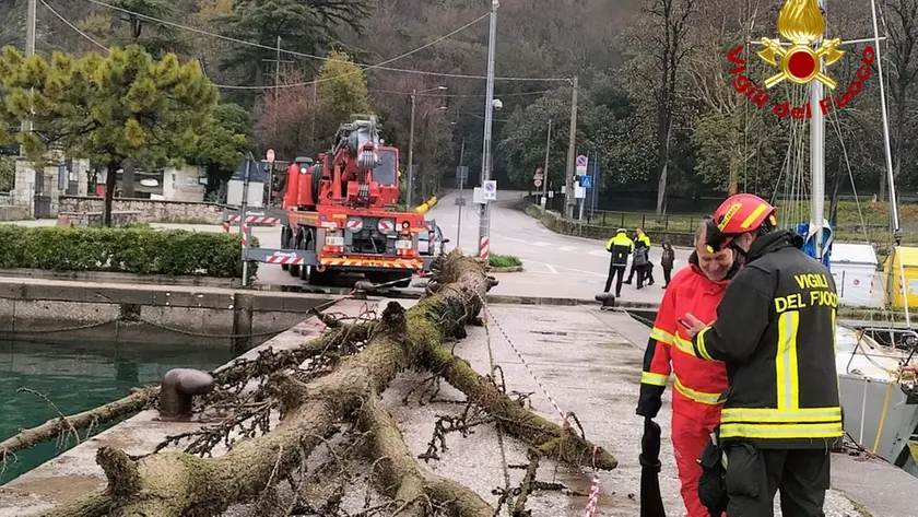 L'arbusto recuperato dai vigili del fuoco