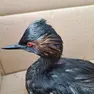 Un esemplare si svasso salvato dal gasolio