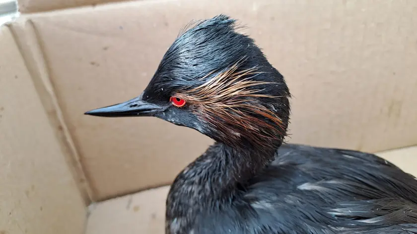 Un esemplare si svasso salvato dal gasolio