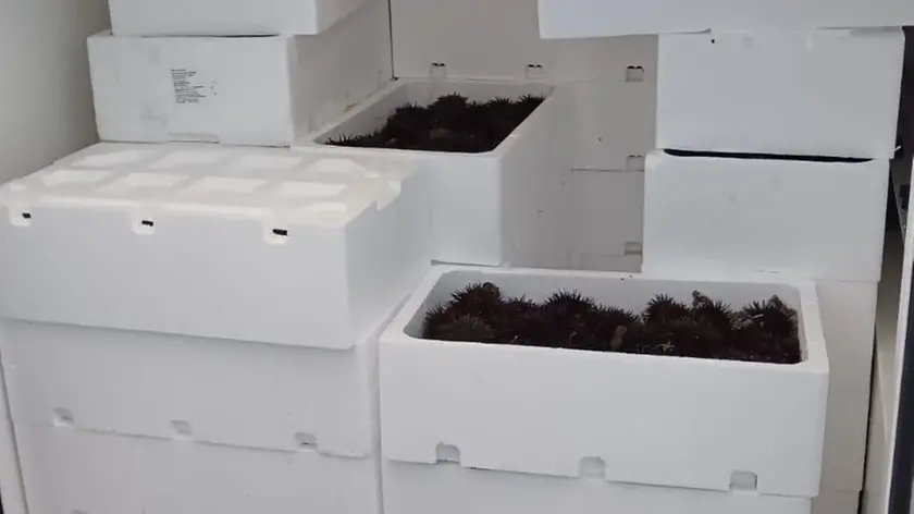 Il carico di ricci sequestrato
