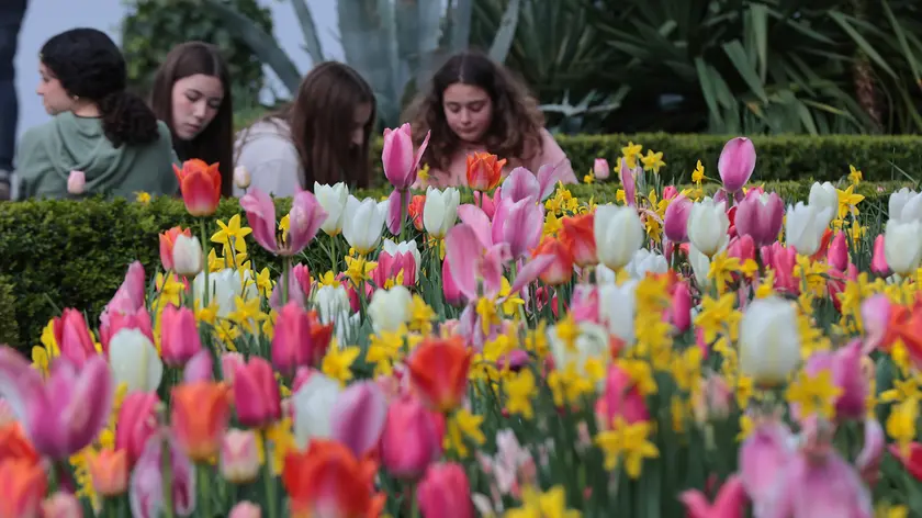 La fioritura dei tulpiani è una delle attrazioni del parco del Castello di Miramare Fotoservizio Andrea Lasorte