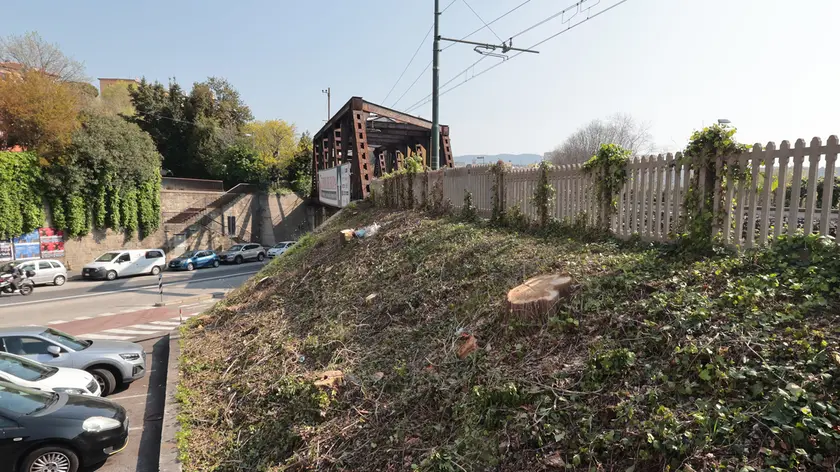 Gli alberi tagliati fra Campi Elisi e la Torre del Lloyd (Foto Andrea Lasorte)