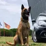 Il pastore belga Conan, cane antidroga della Polizia locale