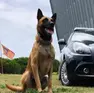 Il pastore belga Conan, cane antidroga della Polizia locale