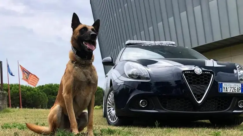 Il pastore belga Conan, cane antidroga della Polizia locale