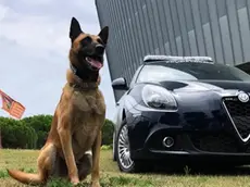 Il pastore belga Conan, cane antidroga della Polizia locale