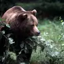 Un orso fotografato nei boschi della Croazia