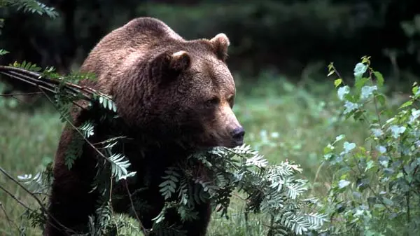 Un orso fotografato nei boschi della Croazia