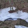 Il ghiaccio rimasto ai piedi delle vigne di Curzola dopo la grandinata