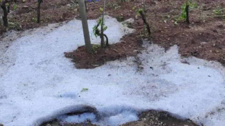 Il ghiaccio rimasto ai piedi delle vigne di Curzola dopo la grandinata