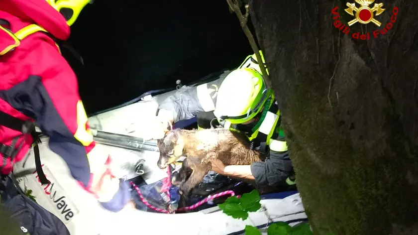 Il capretto soccorso dai Vigili del fuoco