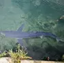 L'esemplare avvistato nel golfo di Trieste (Lasorte)
